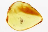 Detailed Fossil Aphid (Megapodaphis?) w/ Spread Wings in Baltic Amber #294380-1